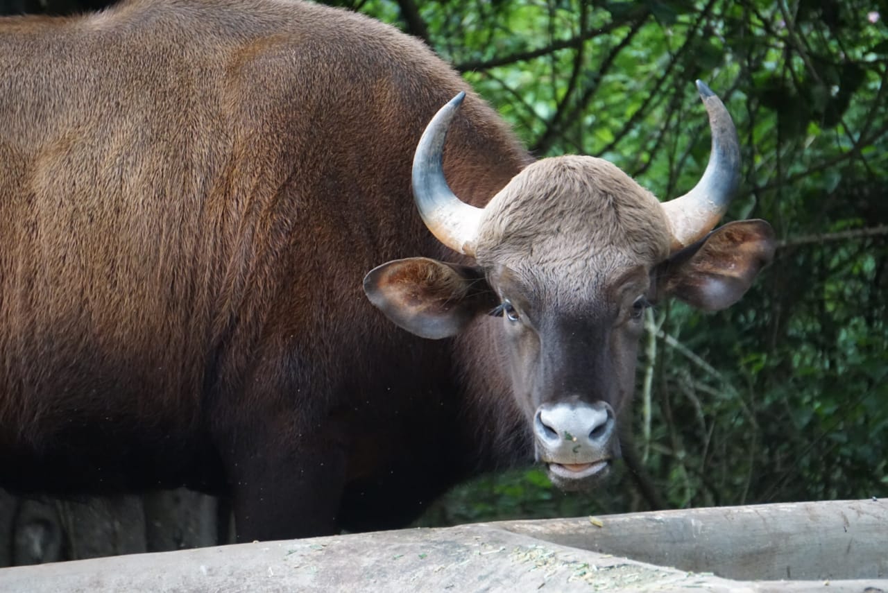 Animal 1 - Indore Zoo