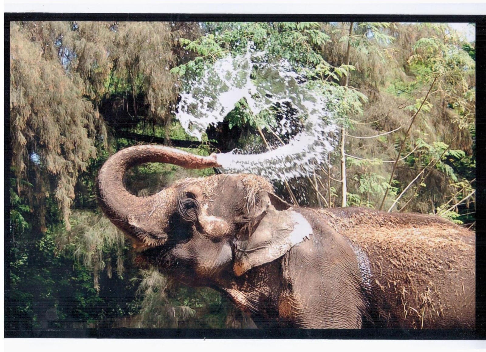 Animal 11 - Indore Zoo