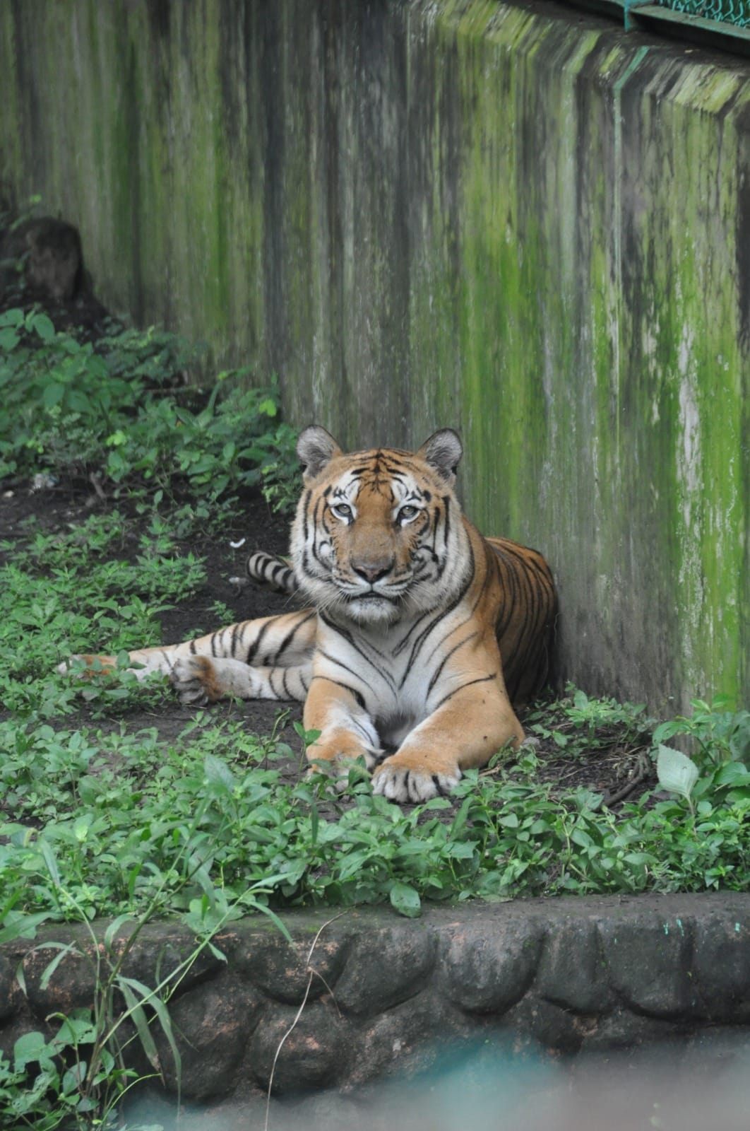 Animal 12 - Indore Zoo