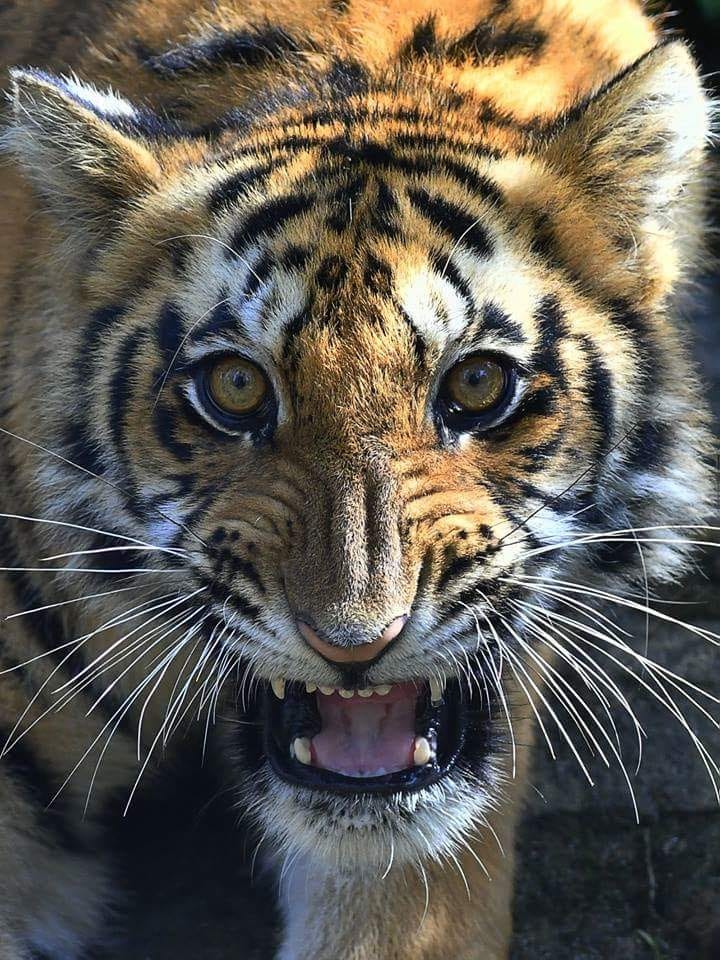 Animal 13 - Indore Zoo