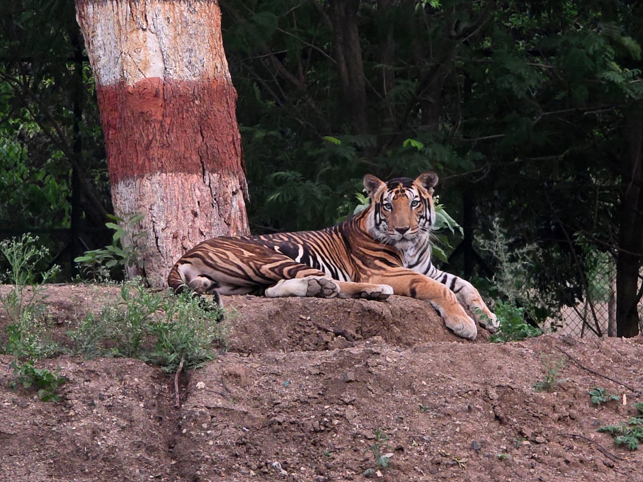 Animal 2 - Indore Zoo