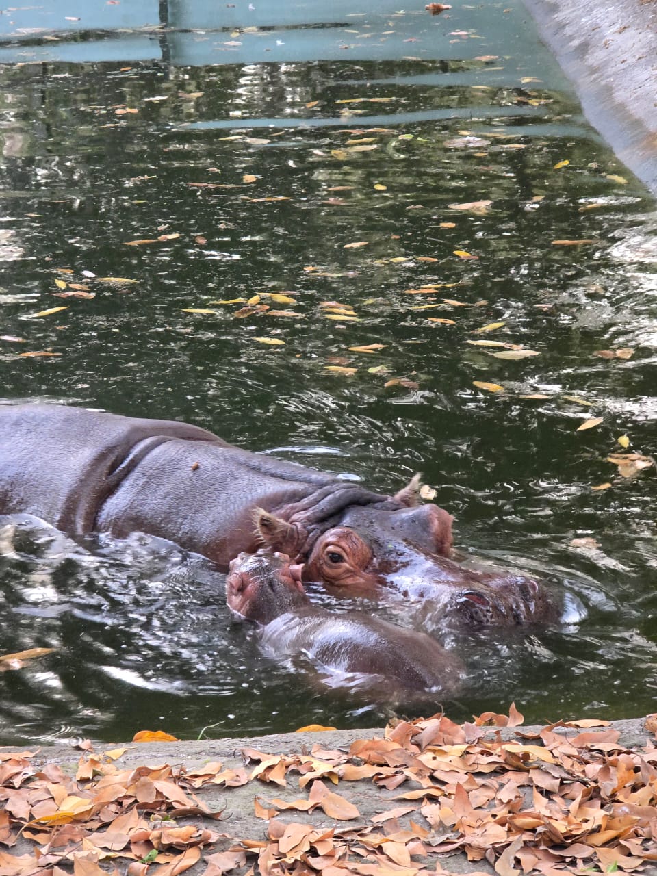Animal 3 - Indore Zoo