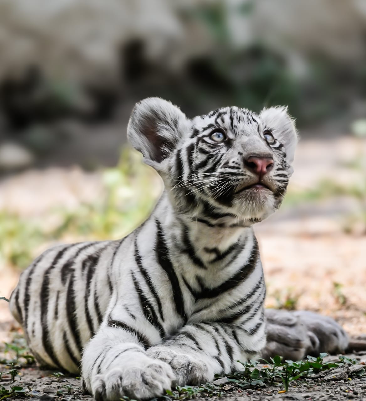Animal 4 - Indore Zoo