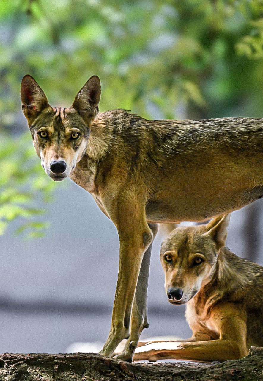 Animal 5 - Indore Zoo