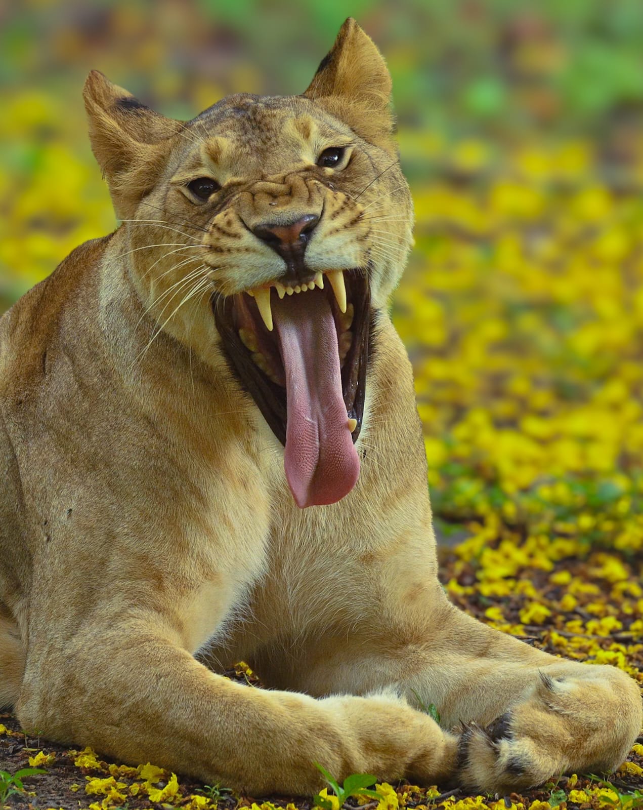 Animal 6 - Indore Zoo