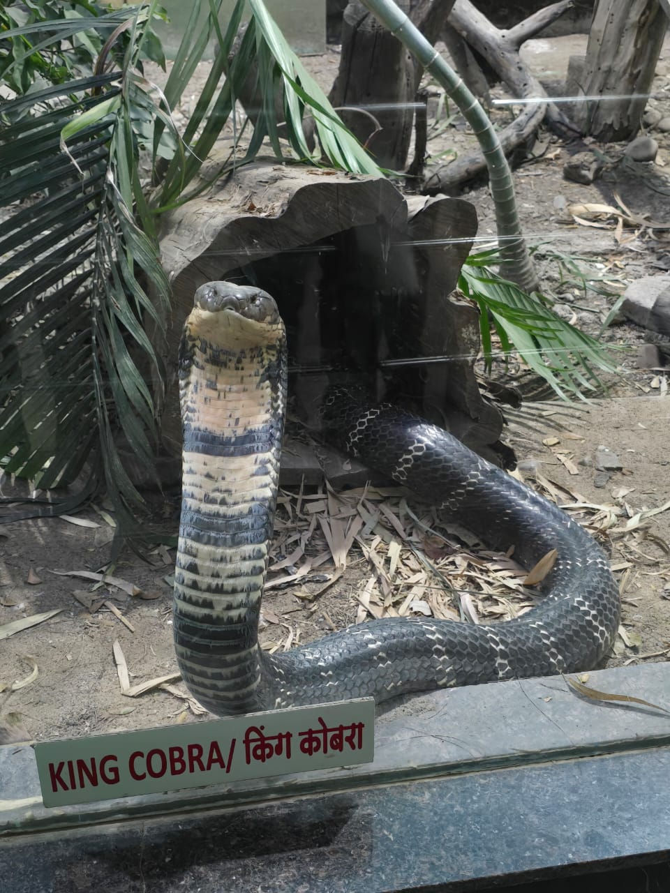 Animal 7 - Indore Zoo
