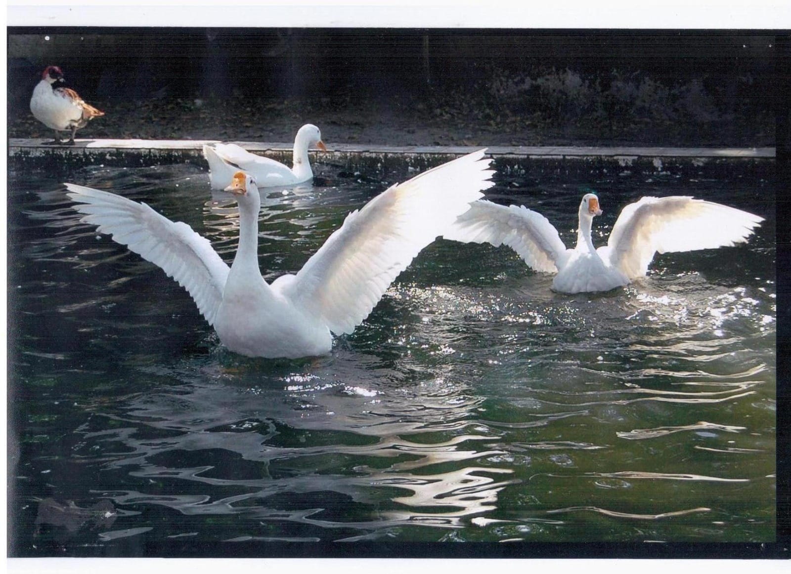 Animal 8 - Indore Zoo