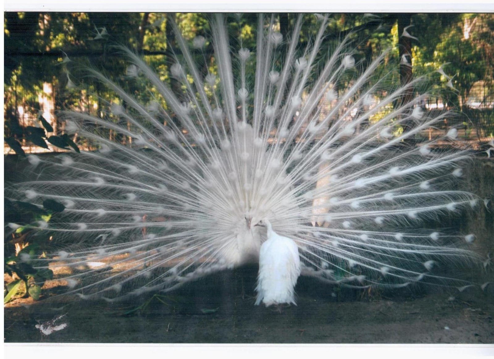 Animal 9 - Indore Zoo