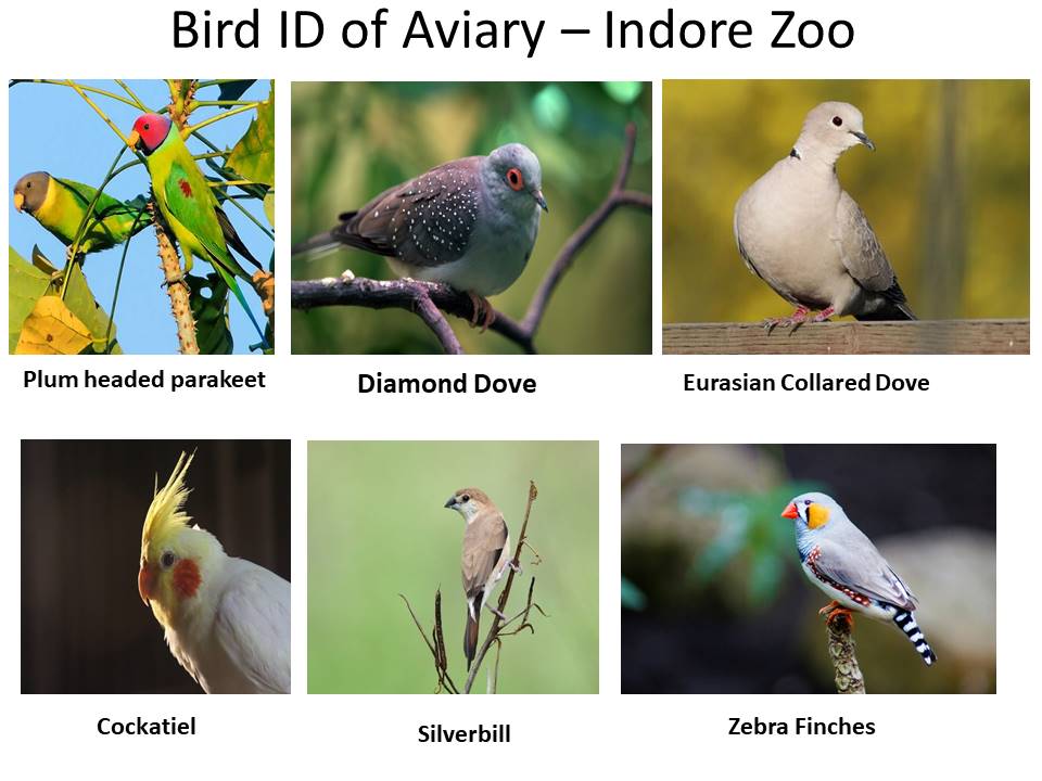 Slide4 - Indore Zoo