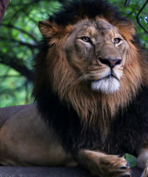 Asiatic lion - Indore Zoo