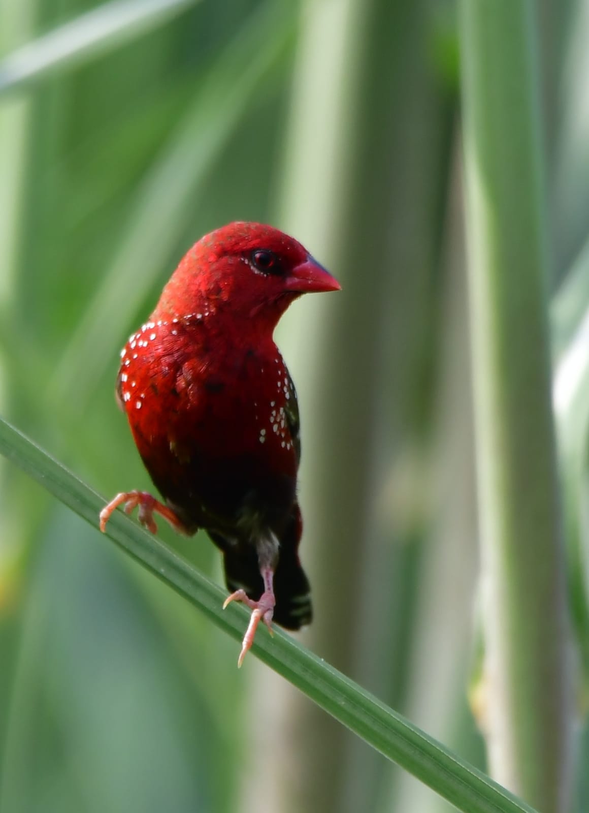Bird - Indore Zoo
