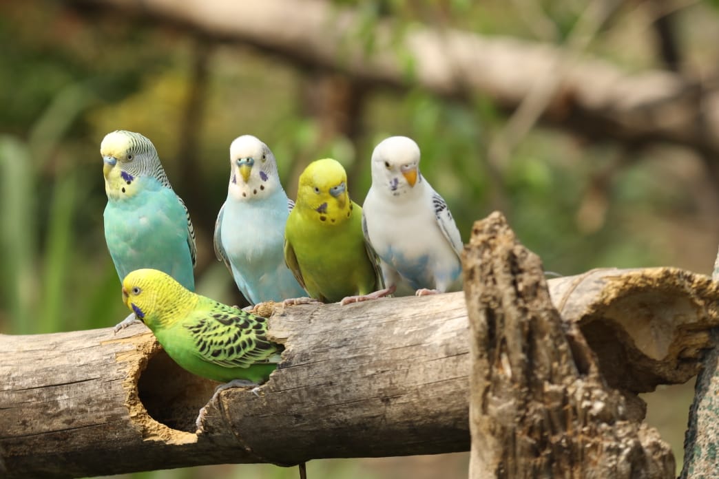 budgerigar - Indore Zoo