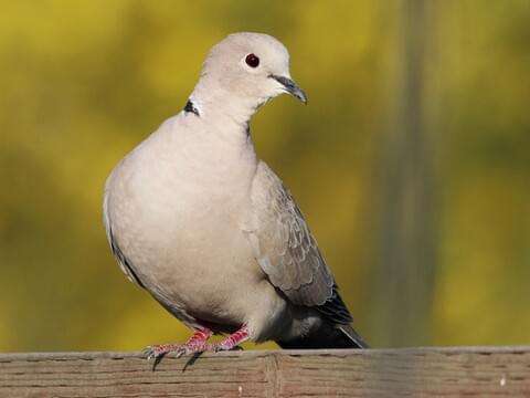 Collr Dove - Indore Zoo