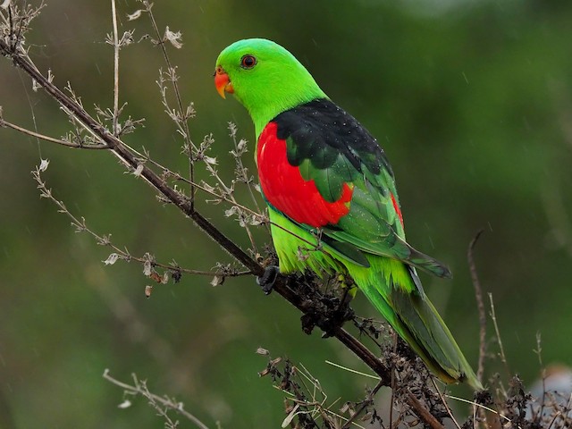 Crimson Wing - Indore Zoo
