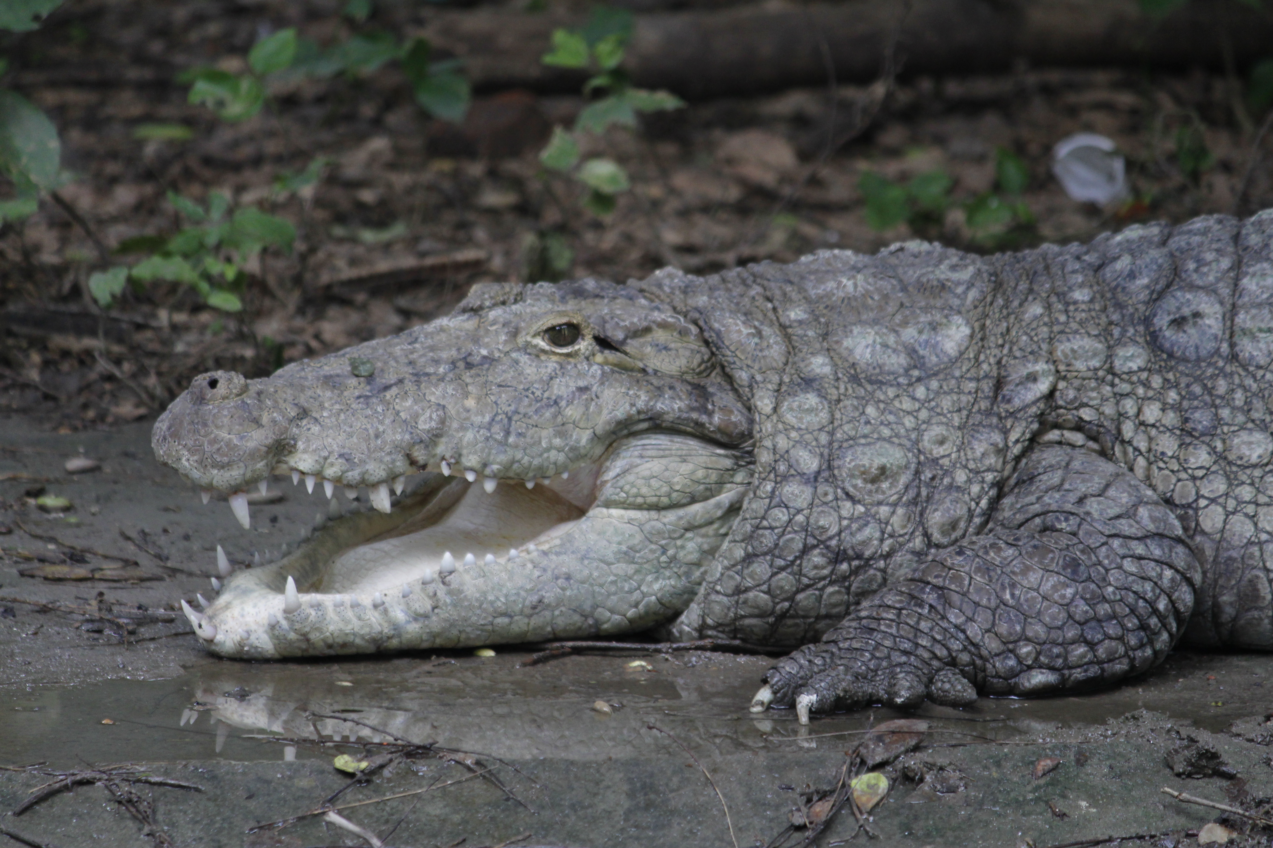 crocodile - Indore Zoo