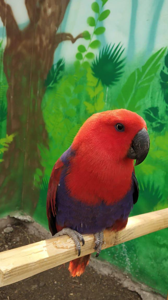 Eeclectus Female - Indore Zoo