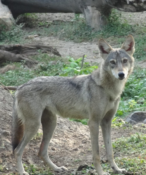 Indian Wolf - Indore Zoo