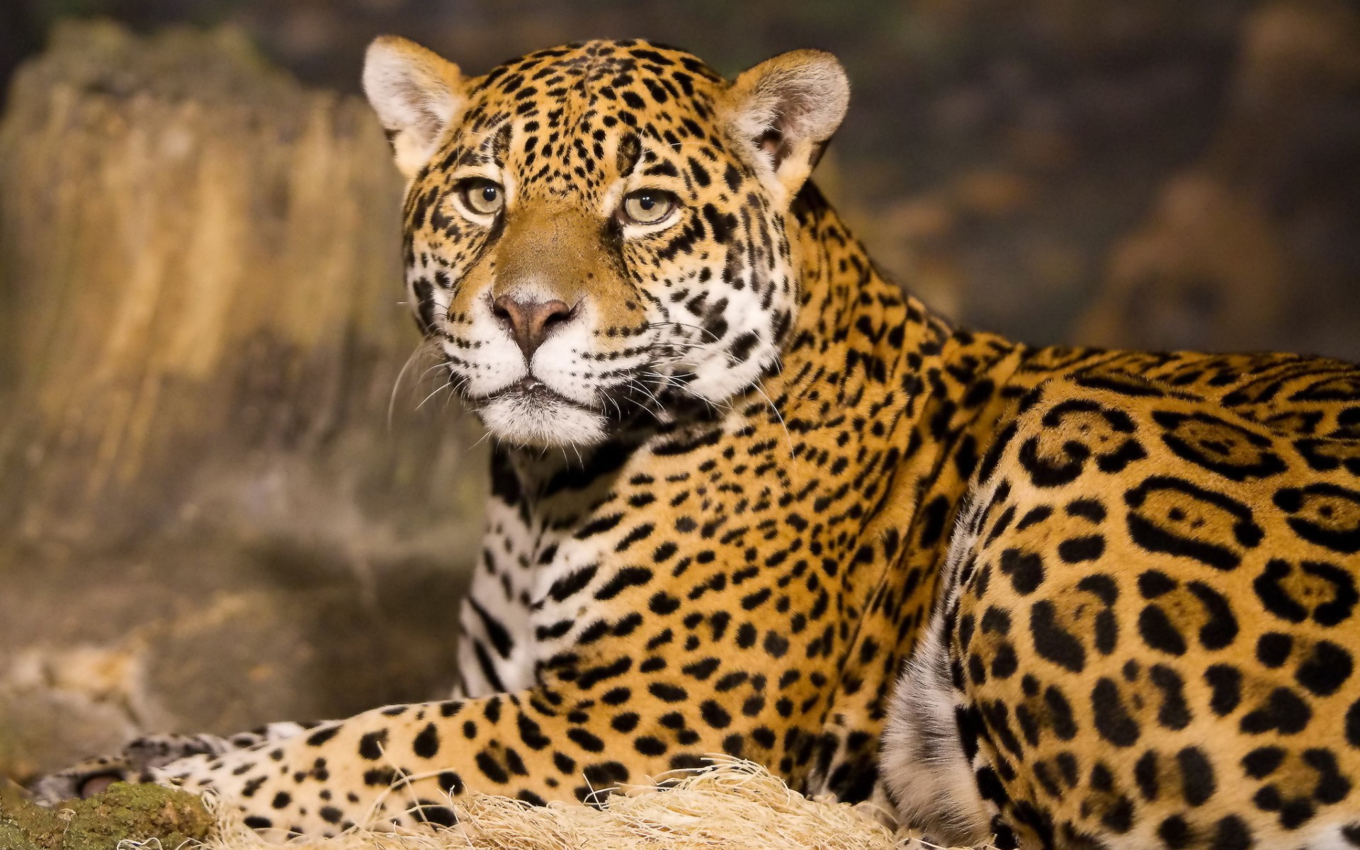 Leopard 03 - Indore Zoo