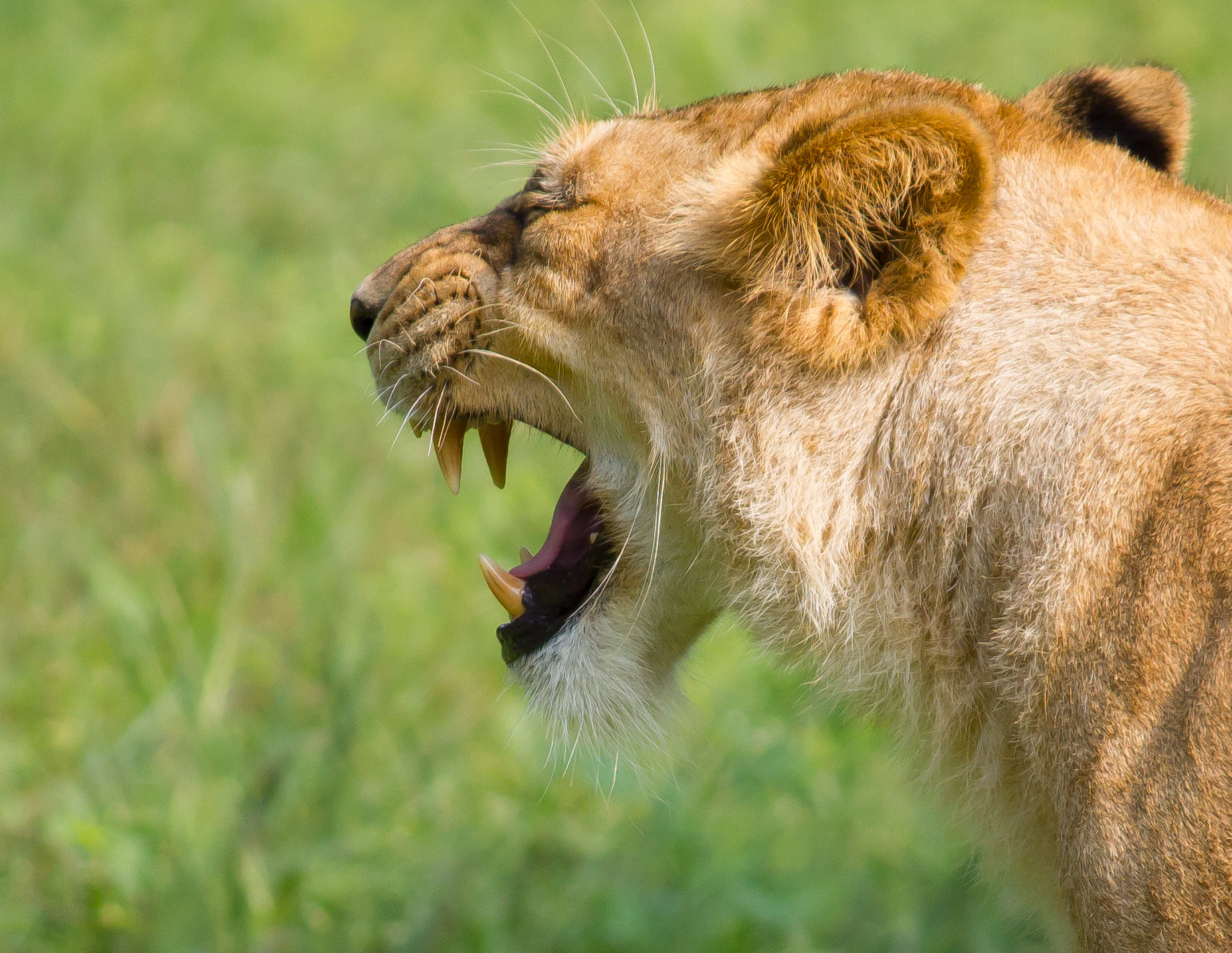 Lion1 - Indore Zoo