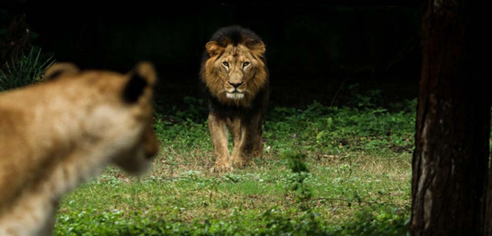 Lion2 - Indore Zoo
