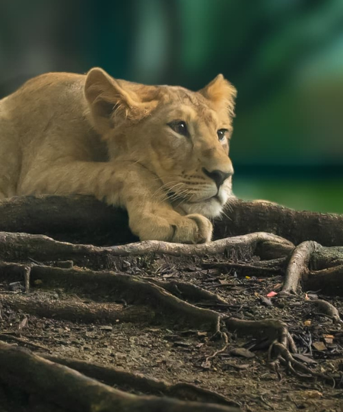 Lioness Cub - Indore Zoo