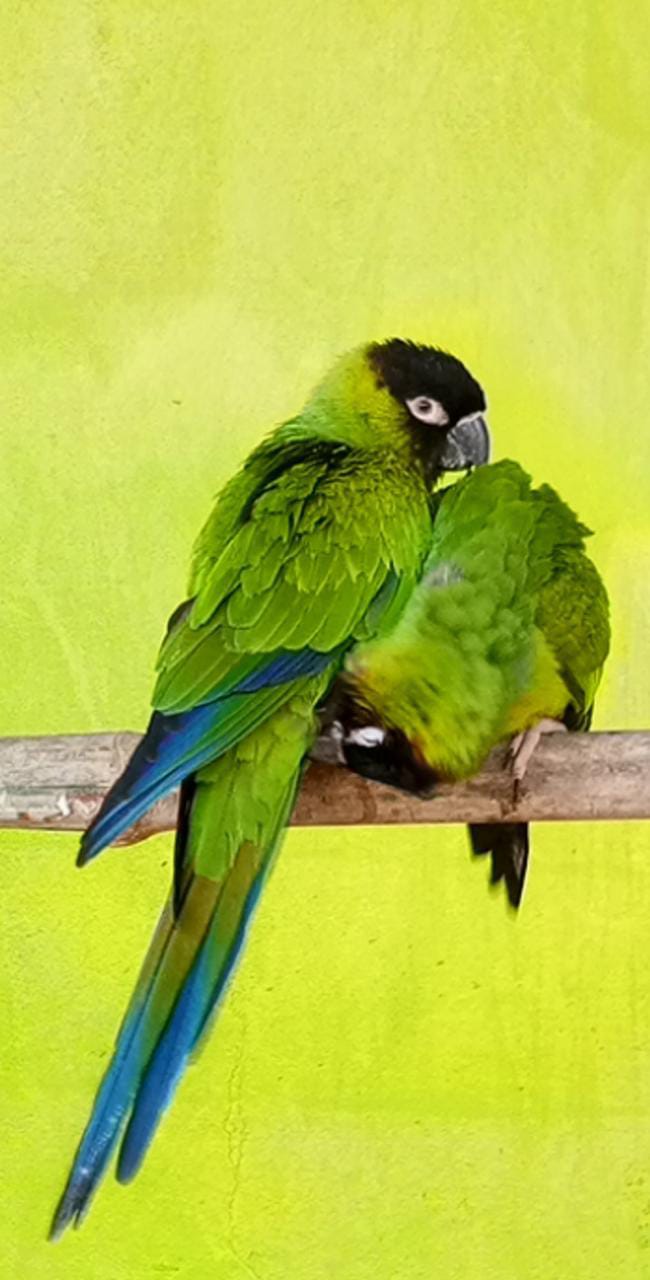 Nanday Conue - Indore Zoo