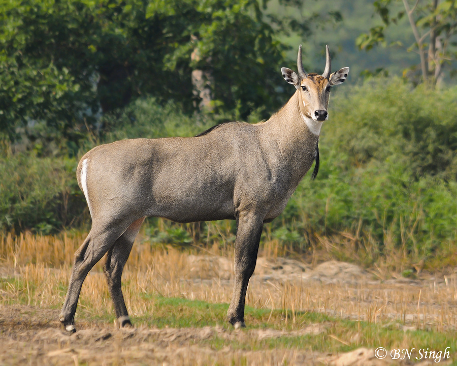 Nilgai Antelope - Indore Zoo