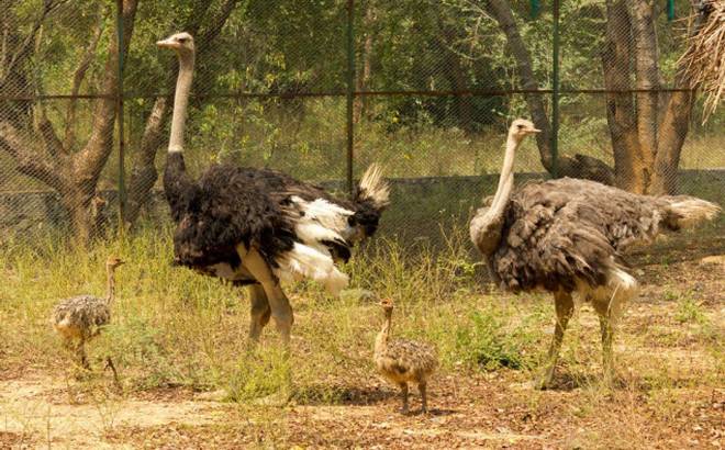 Ostrich - Indore Zoo