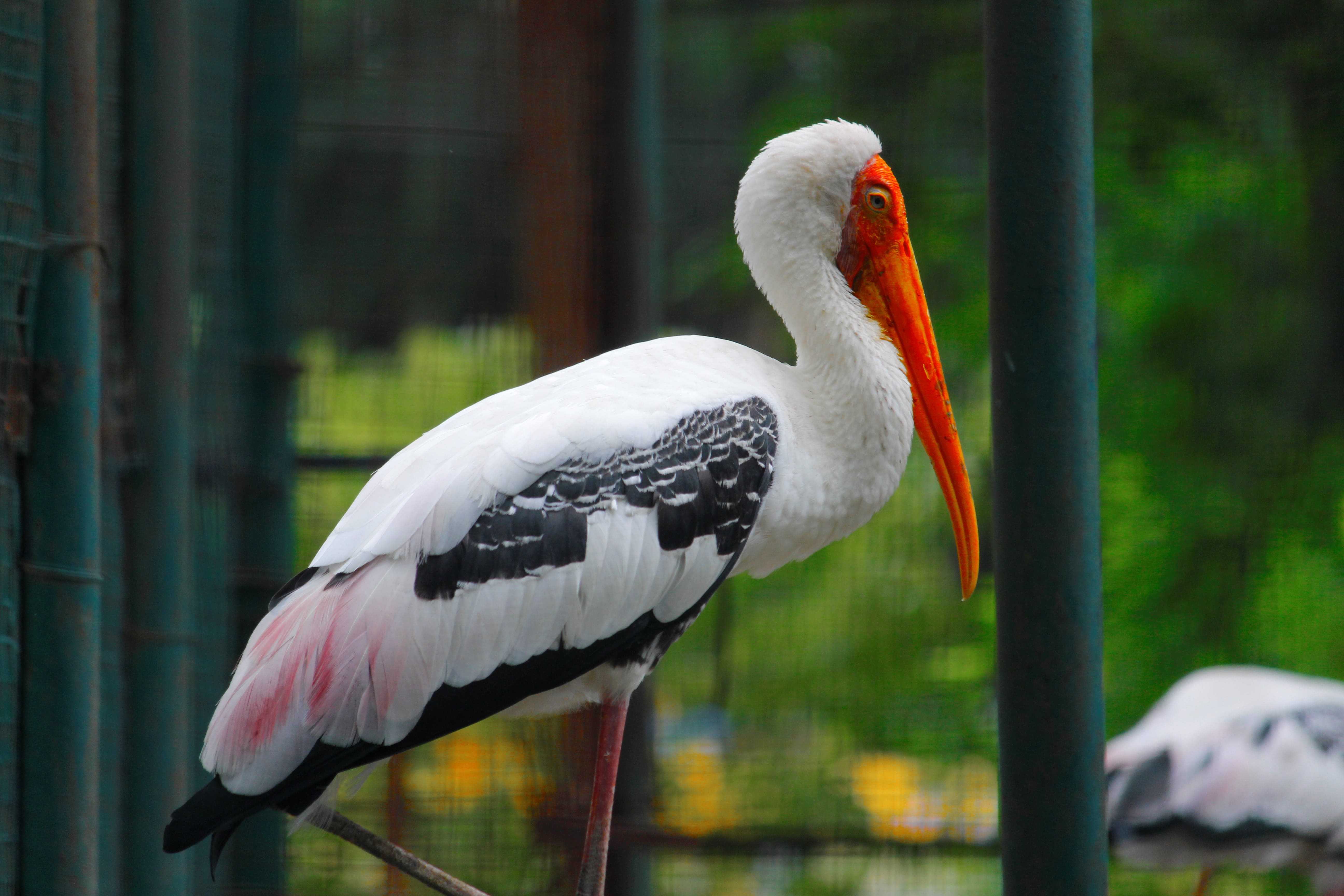 painted stork - Indore Zoo