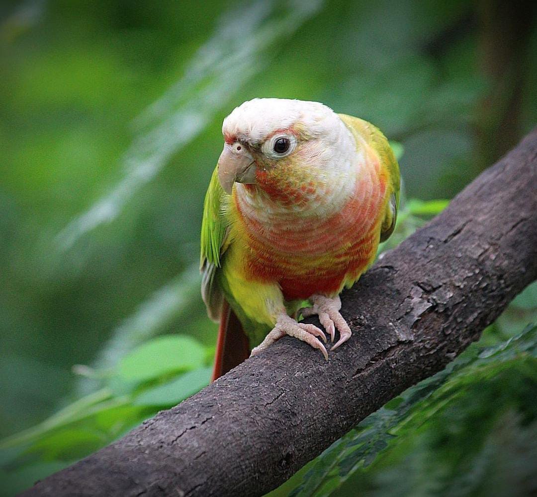Pineapple Conure - Indore Zoo