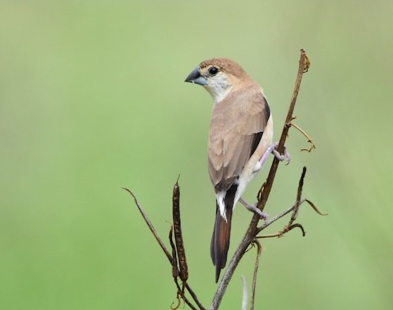 Silverbill - Indore Zoo