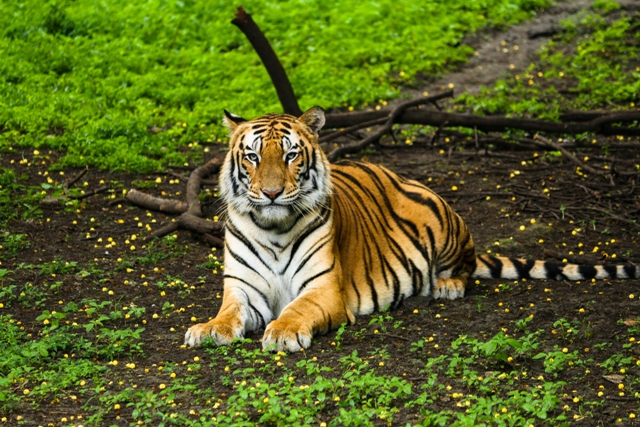 Tiger - Indore Zoo
