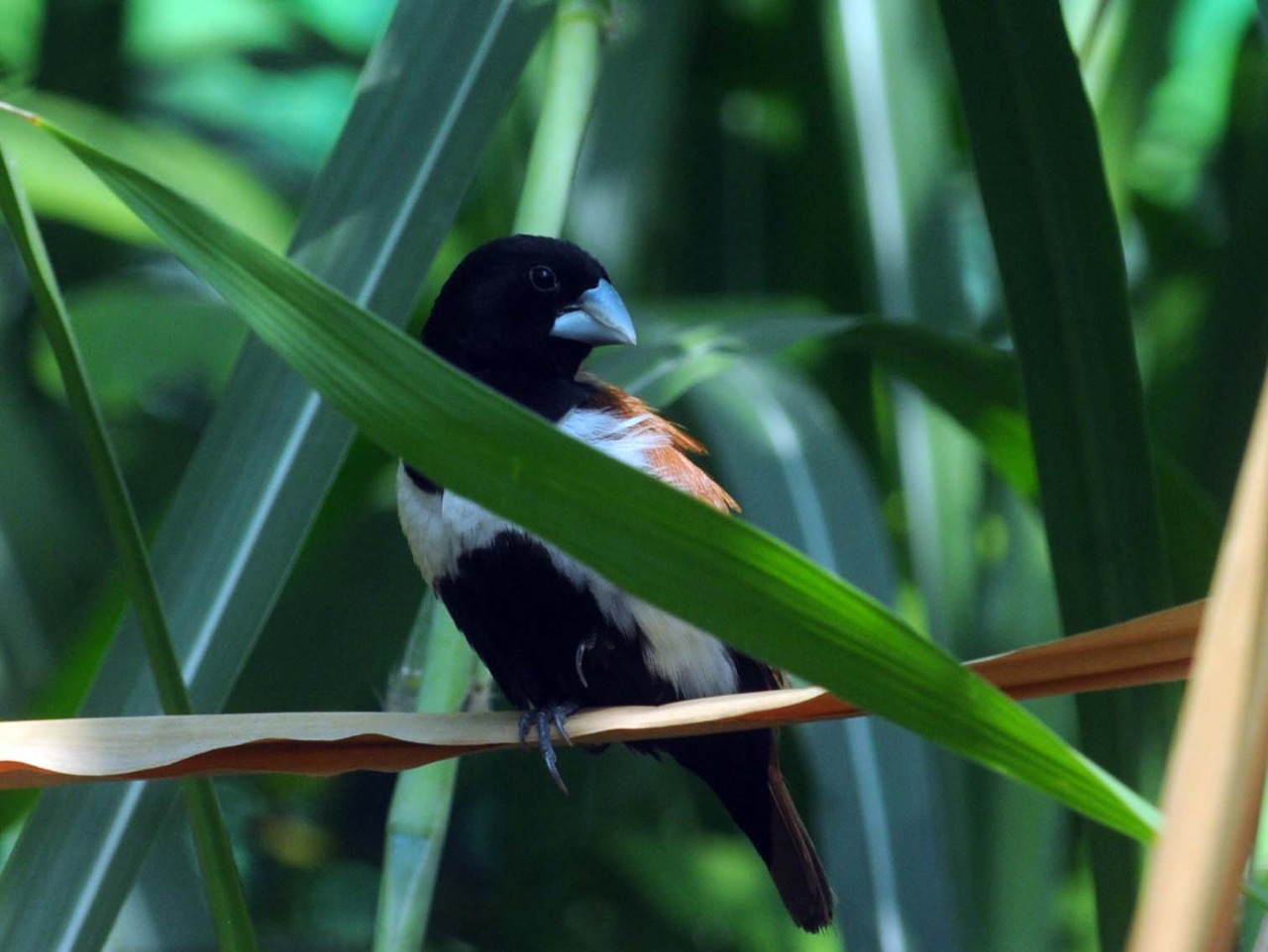 Tricolored Munia - Indore Zoo