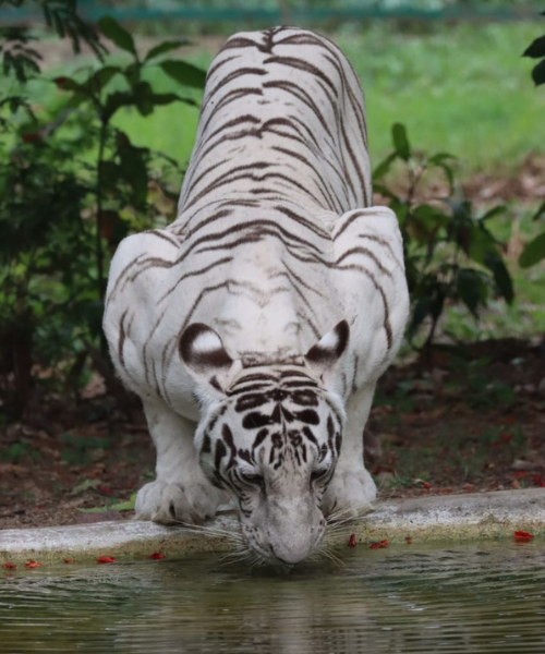 White Tiger - Indore Zoo