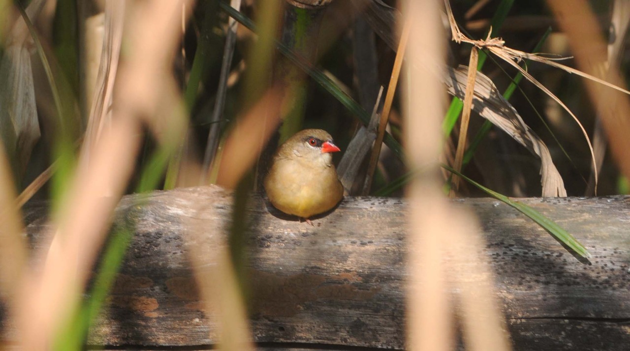 Zebra Finches - Indore Zoo