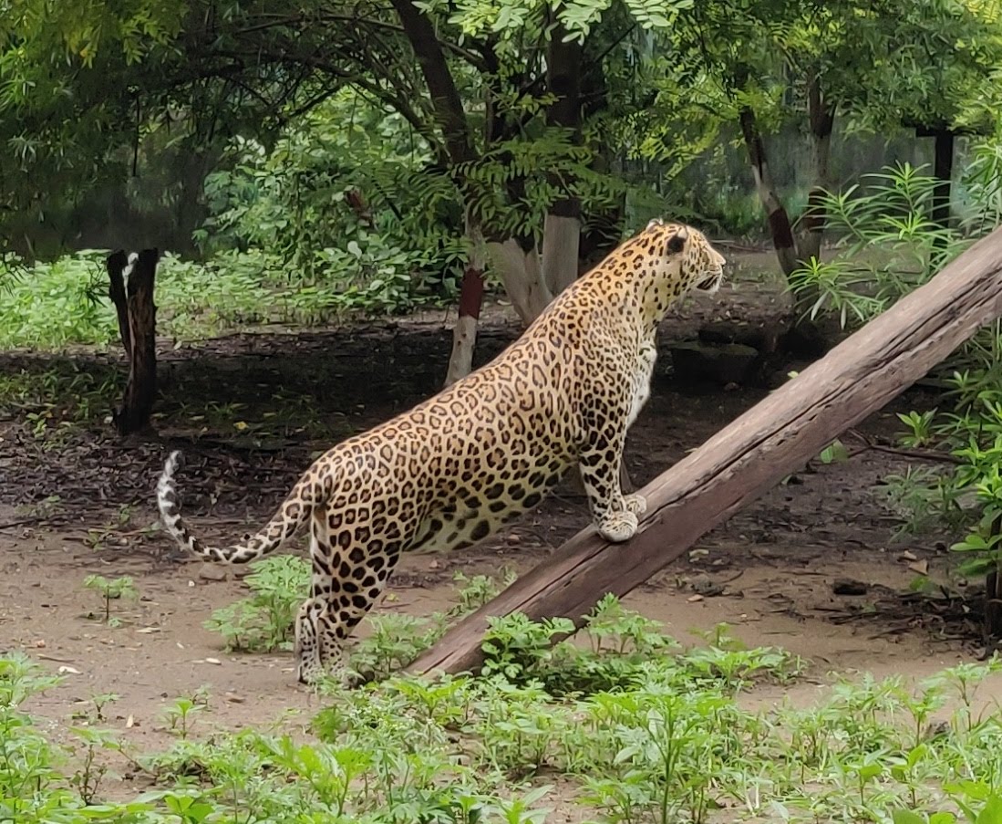 leopard-indorezoo