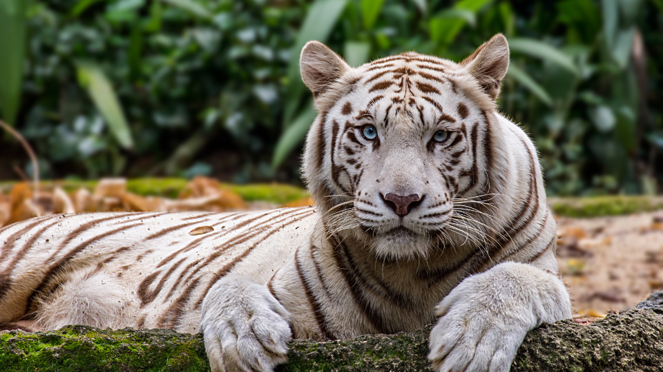 Our Mission - Wildlife Education