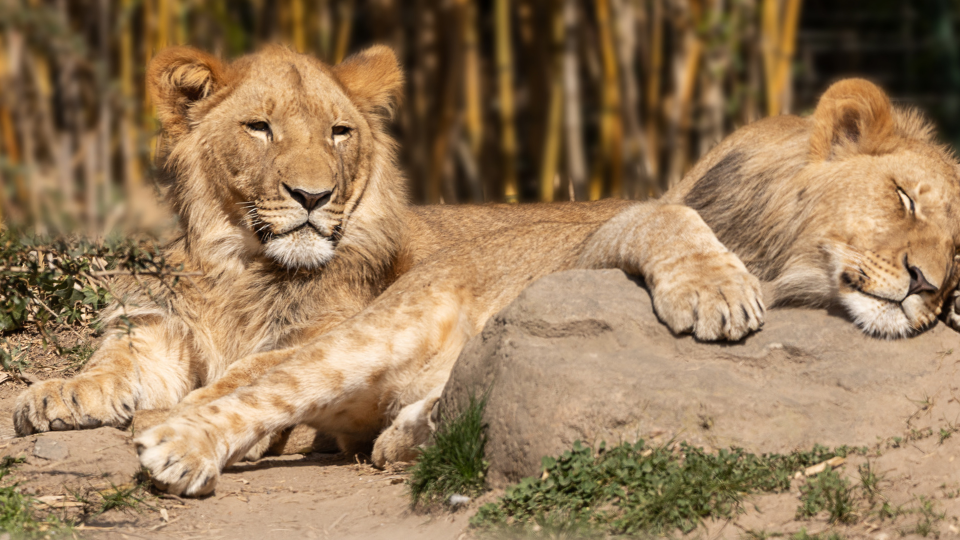 Our Vision - Wildlife Conservation